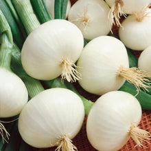 Load image into Gallery viewer, Onion, White Sweet Spanish  (500 mg)
