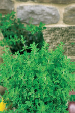 Load image into Gallery viewer, Oregano
