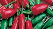 Load image into Gallery viewer, PEPPER_SERRANO
