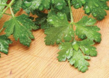 Load image into Gallery viewer, Parsley, Giant Italian 100% Organic  (1.5 gm)
