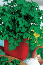 Load image into Gallery viewer, parsley
