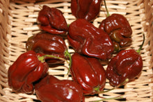 Load image into Gallery viewer, pepperhabanerochocolate
