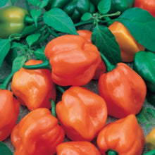 Load image into Gallery viewer, PepperHabaneroOrange
