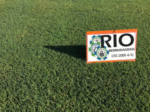 RIO Cold Tolerant Improved Bermudagrass (Warm Season Zones 3-5)