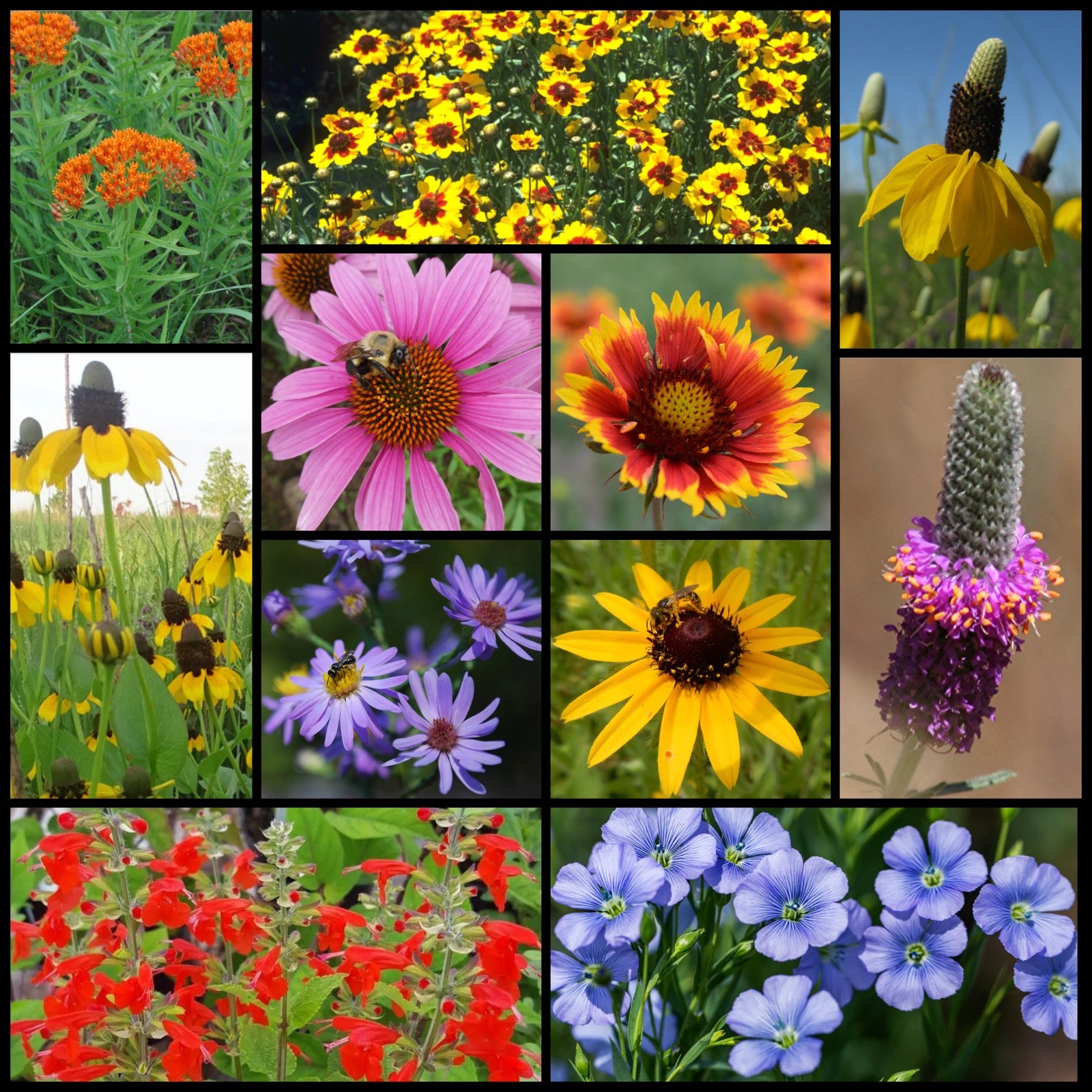 Pollinator Field Flowers