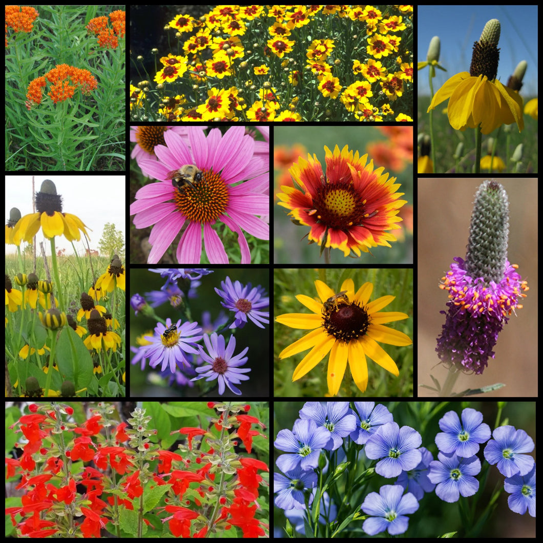 Texas Region Native Pollinator Wildflower Mixture