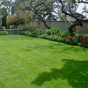 Turfgrass in a park in Los Angeles grown from Stover lawn seed.