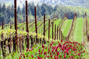 Cover Crop Mix