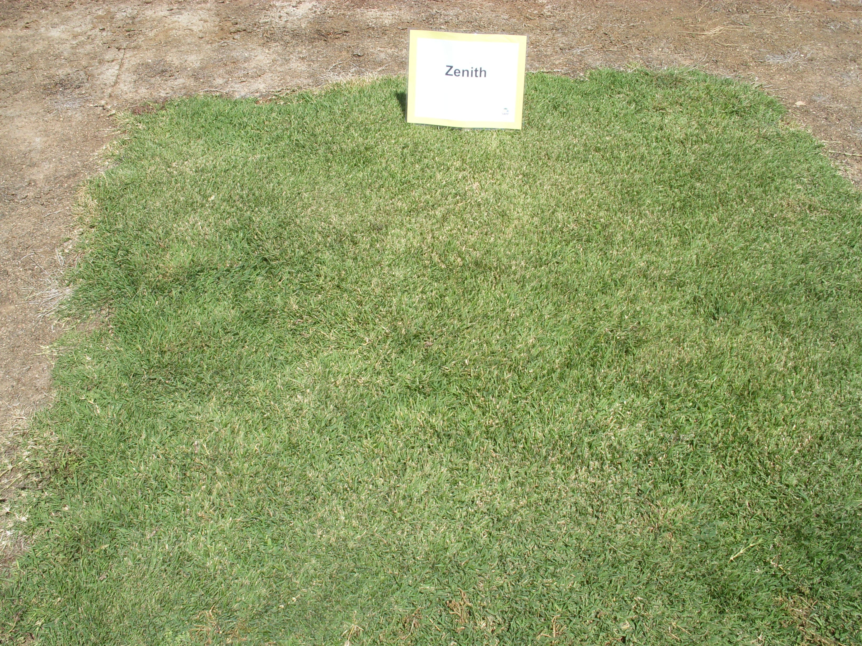 ジ*ー様 セオワニGAIA3 オ8 tenor ZENITH ZOYSIA JAPONICA 100% Pure Seed (Warm Season Zones 3-5)