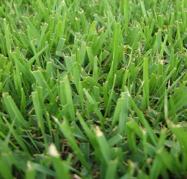ZENITH ZOYSIA JAPONICA 100% Pure Seed (Warm Season Zones 3-5)