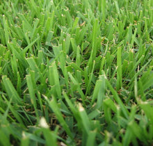 Load image into Gallery viewer, ZENITH ZOYSIA JAPONICA  100% Pure Seed (Warm Season Zones 3-5)
