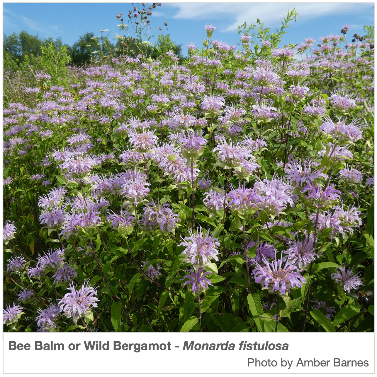 nevada wildflower seeds Nevada Native Pollinator Wildflower Mixture