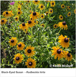 Florida Native Pollinator Wildflower Mixture