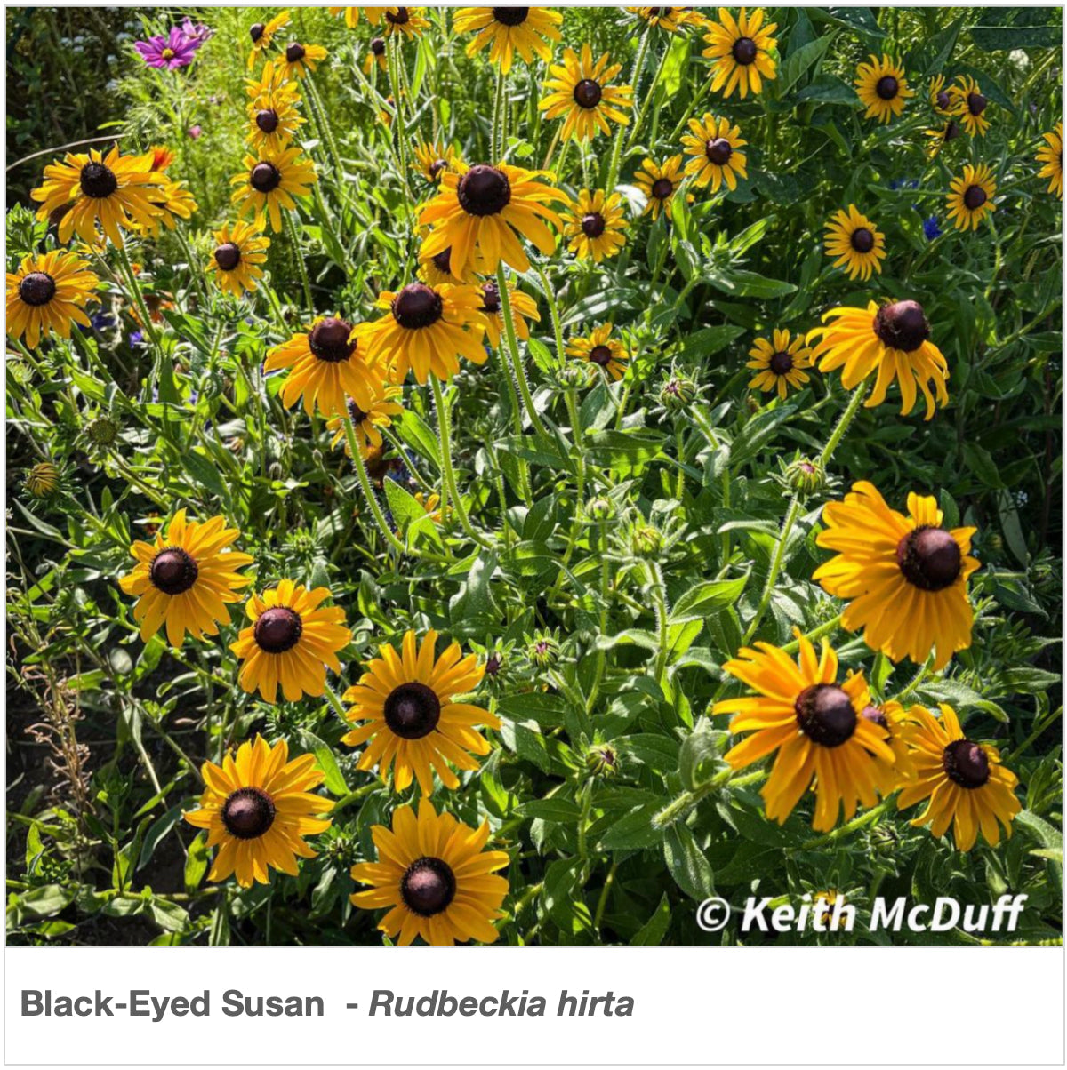 new hampshire wildflower seeds Northeast Native Pollinator Wildflower Mixture