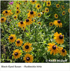 Northeast Native Pollinator Wildflower Mixture