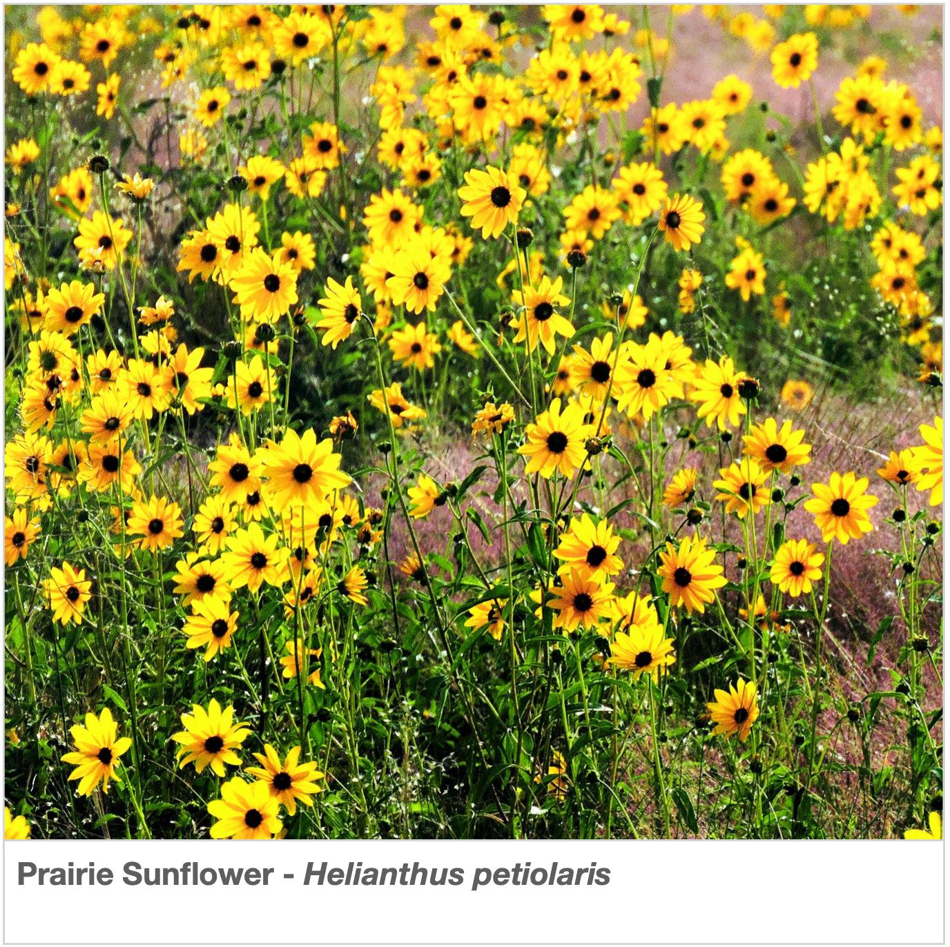 sierra nevada wildflower seeds Nevada Native Pollinator Wildflower Mixture