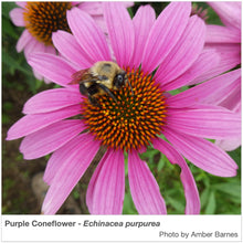 Load image into Gallery viewer, Florida Native Pollinator Wildflower Mixture
