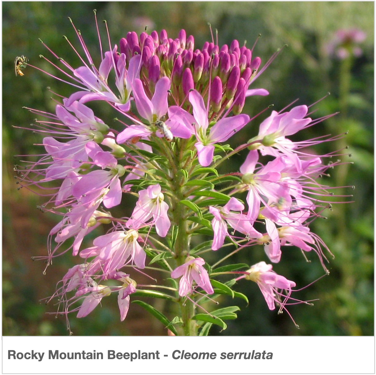 nevada wildflower seeds Nevada Native Pollinator Wildflower Mixture