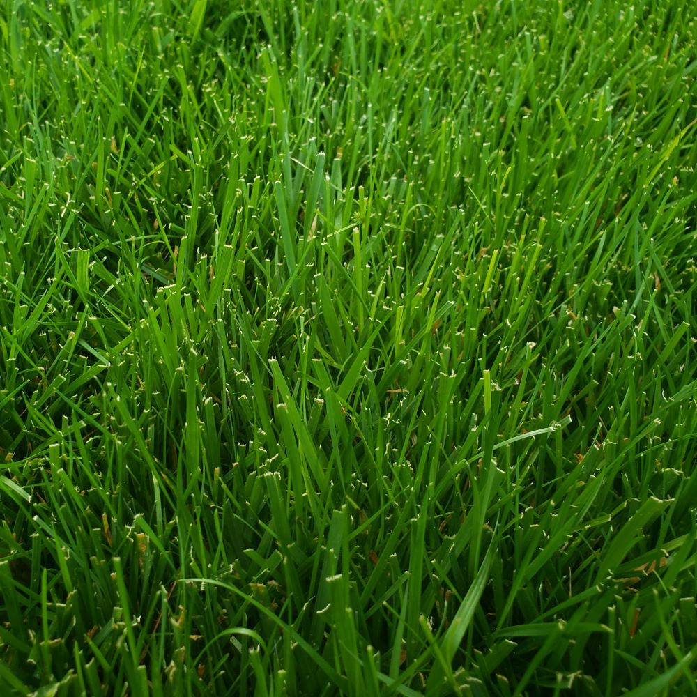 tfc tall fescue control herbicide 4th Millennium SRP / Turf-Type Tall Fescue / Platinum Quality