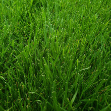 Load image into Gallery viewer, 4th Millennium Tall Fescue closeup of grass blades

