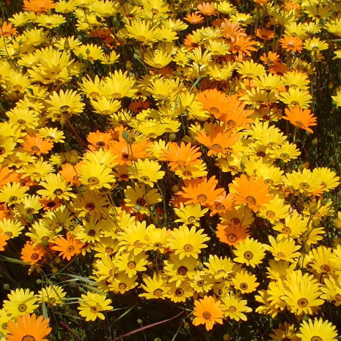 Dimorphotheca African Daisy (Dimorphotheca) - Stover Seed since 1922