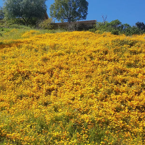Steep residential hillside or slope covered with African Daisies (Dimorphotheca sinuata) in full bloom.