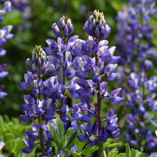 Load image into Gallery viewer, Arroyo or Blue Lupine ( Lupinus succulentus) closeup of flowers.
