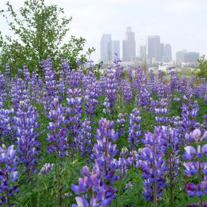 Arroyo or Blue Lupine ( Lupinus succulentus) with city in distance.