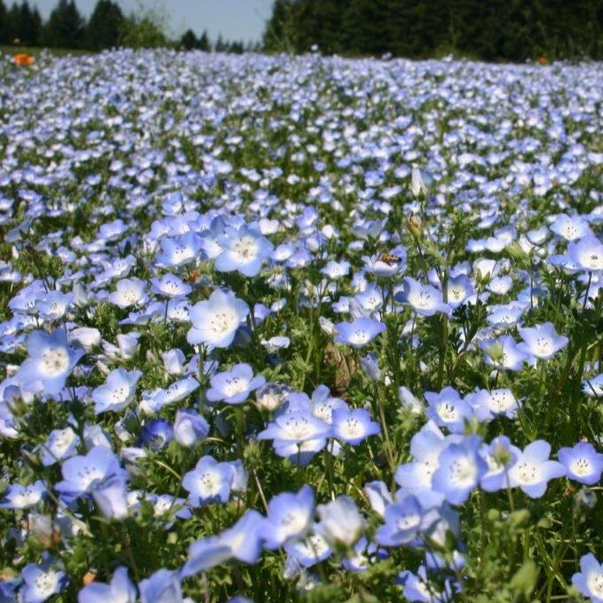 nemophila flower seeds Baby Blue Eyes (Nemophila menziesii)
