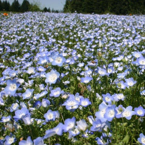 Wildflower Baby Blue Eyes (Nemophila menziesii) in a large field.