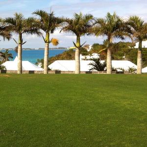 ROYAL TXD Improved Bermuda Grass Seed Blend (Warm Season Zones 3-5)