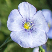 Load image into Gallery viewer, Blue Flax (Linum lewisii) WIldflower closeup of a single flower.
