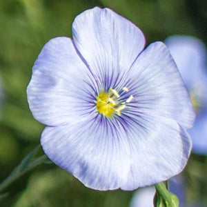 Blue Flax (Linum lewisii) WIldflower closeup of a single flower.