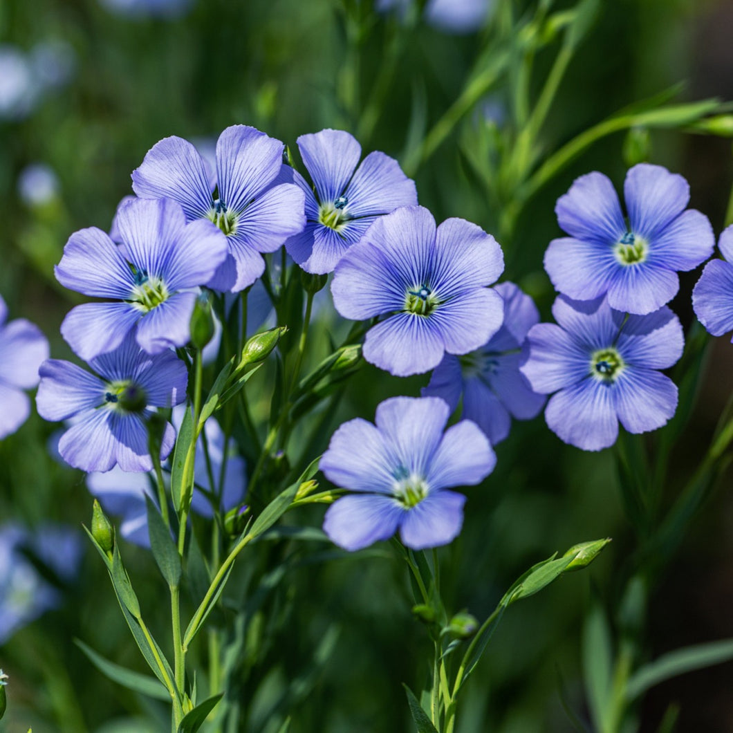 Blue Flax flowers in the garden (Linum lewisii)