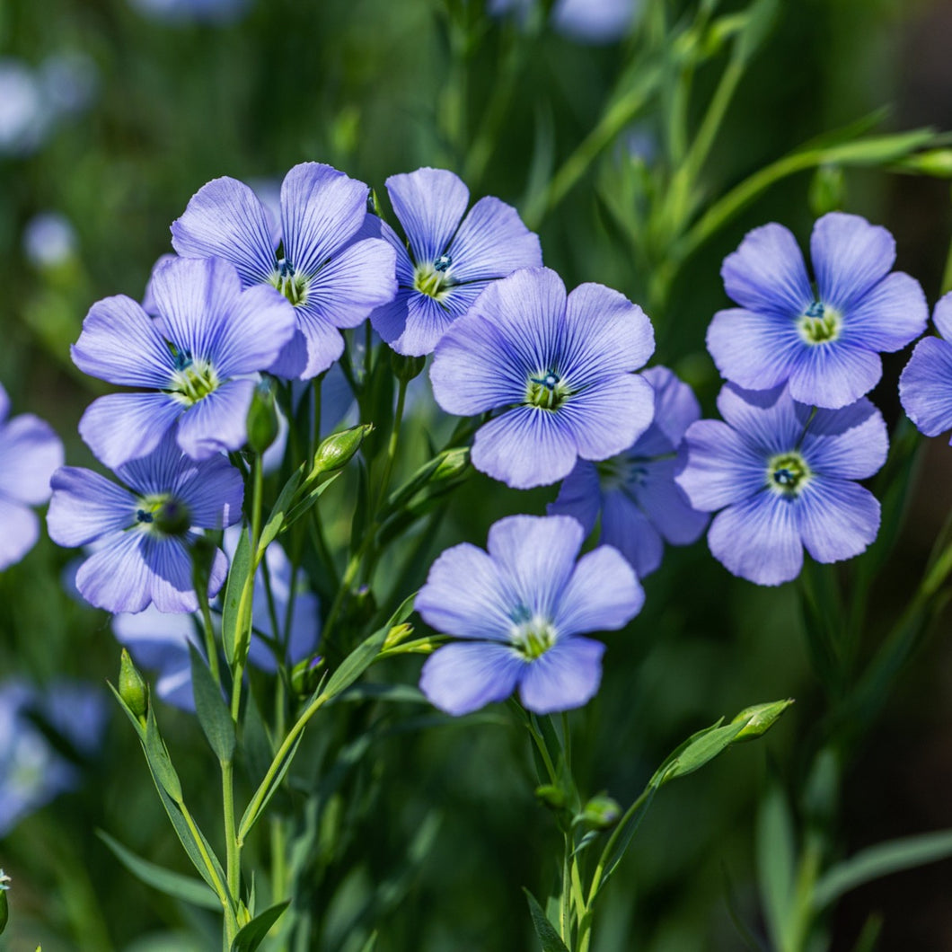 blue flax lily flower Blue Flax (Linum lewisii)