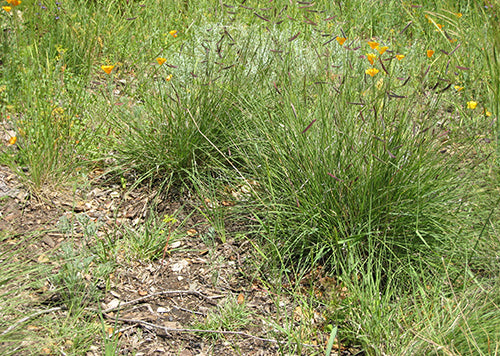 planting blue grama grass seed Blue Grama (Bouteloua gracilis)