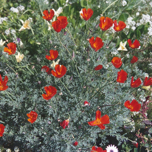 California Poppy, Red  (Eschscholzia californica)