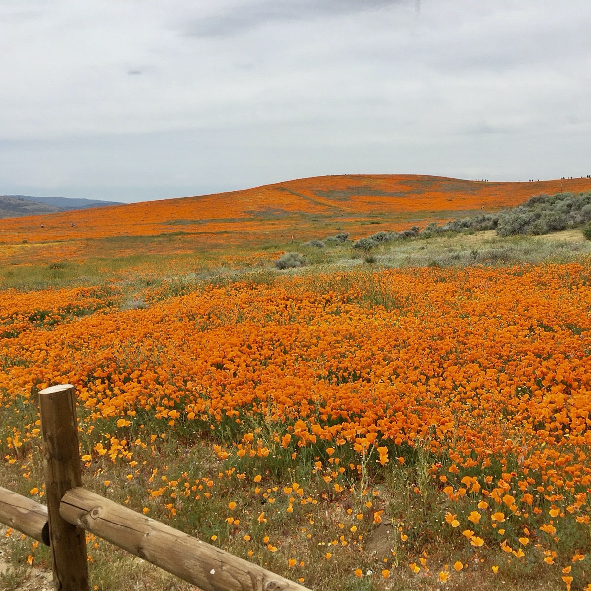 best time to plant poppy seeds in california California Poppy (Eschscholzia californica)