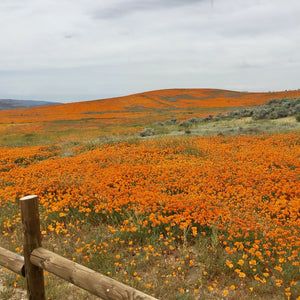 California poppy fields in Lancaster, CA (Eschscholzia californica)