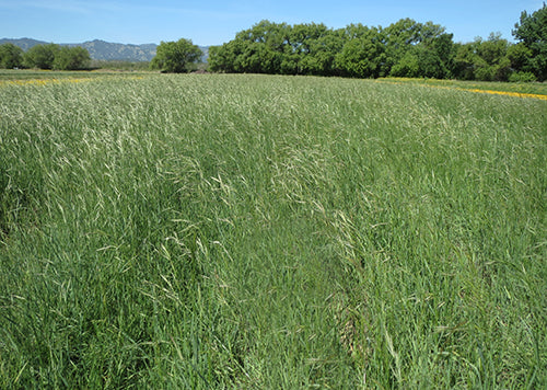 Field of California Brome Grass, Variety Cucamonga (Bromus carinatus 'Cucamonga')