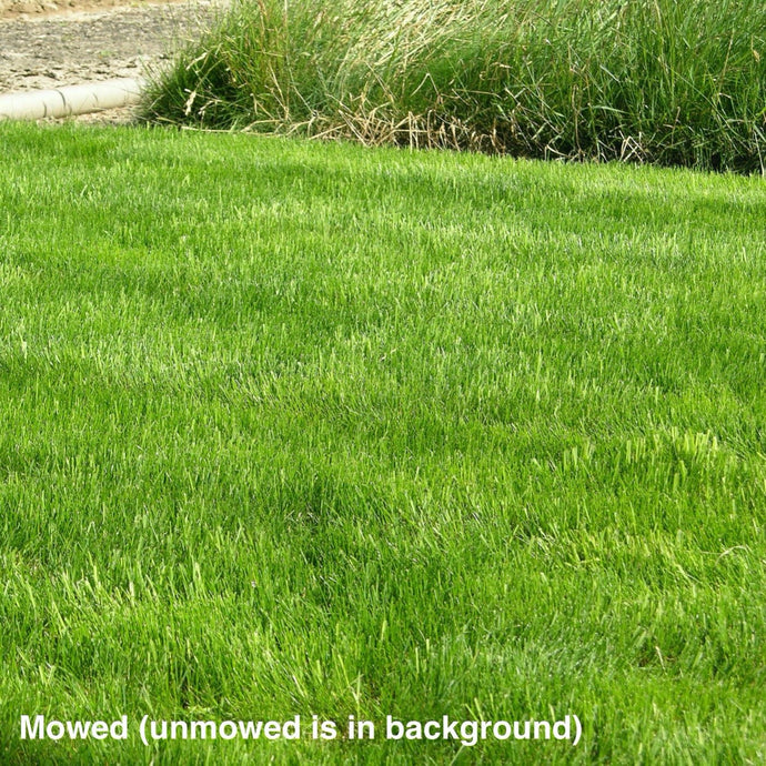 California Native All Purpose Grass Mixture - Mowed. Unmowed is in the background.