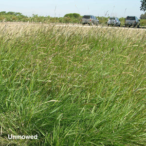 California Native All Purpose Grass Mixture - Unmowed.