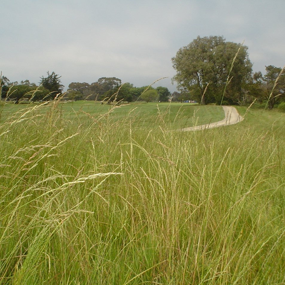 low water grass seed california California Native Grassland Grass Seed Mixture