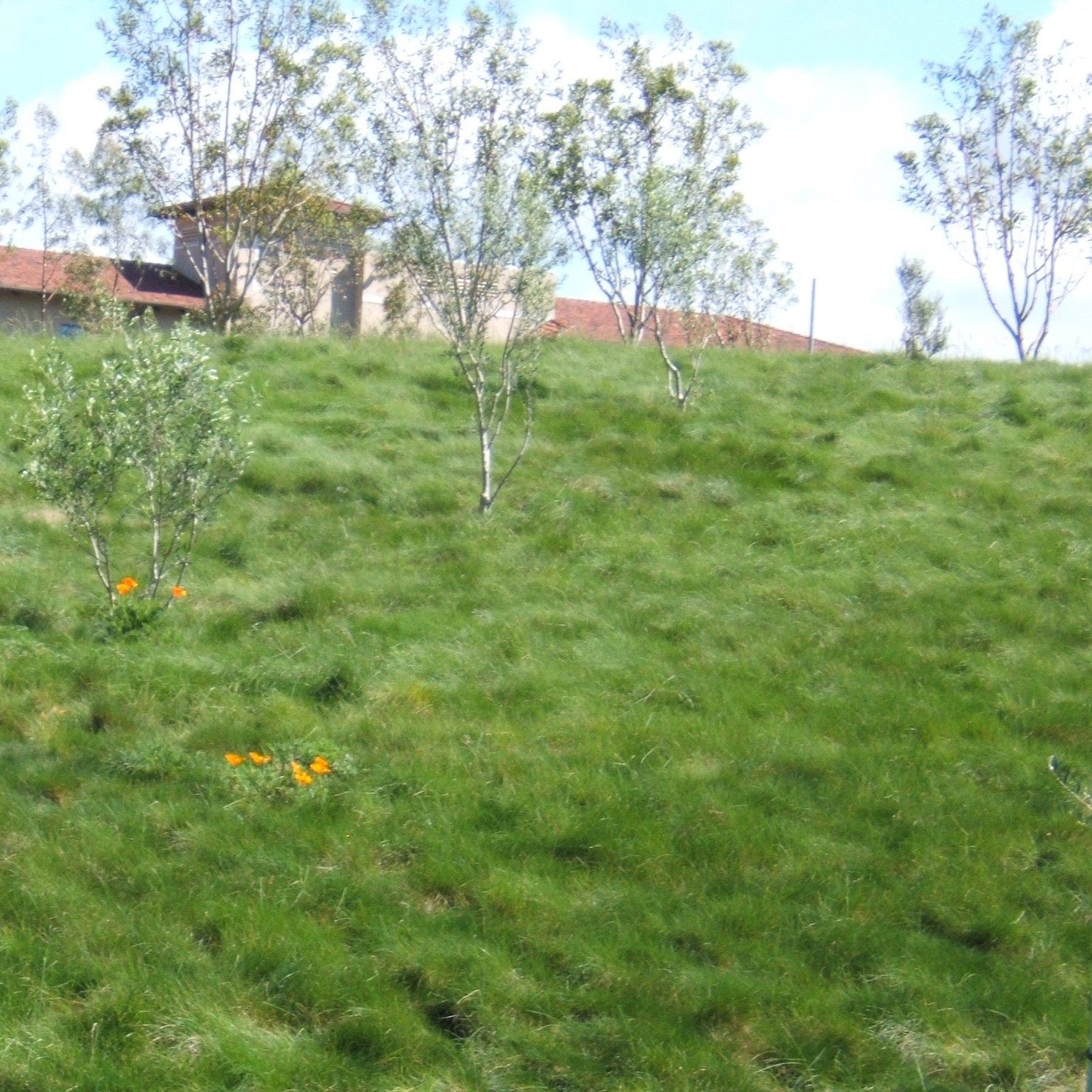 best time to plant grass seed northern california California Native No Mow Grass Seed Mixture