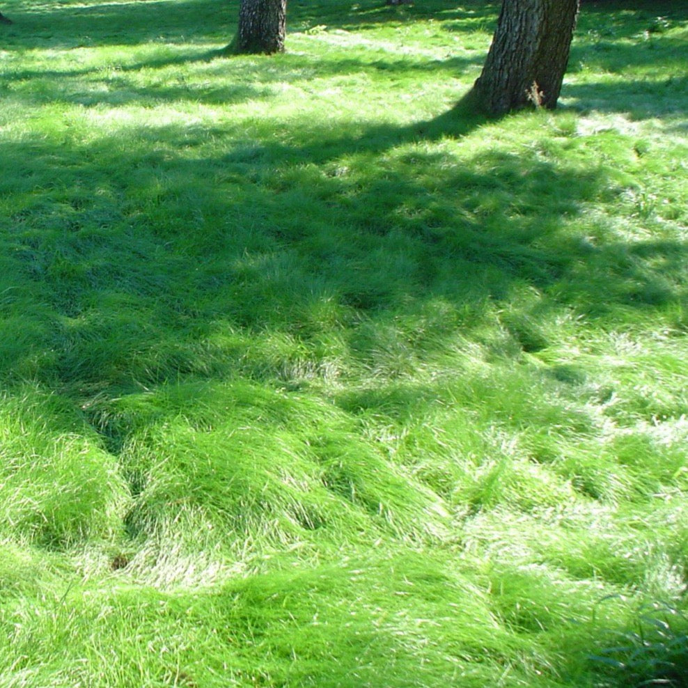 Best Grass to Plant in California: Top Choices for a Lush Lawn 4 Best Grass to Plant in California: Top Choices for a Lush Lawn