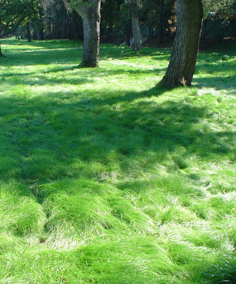 California Native No Mow Grass Mix -Stover Seed since 1922