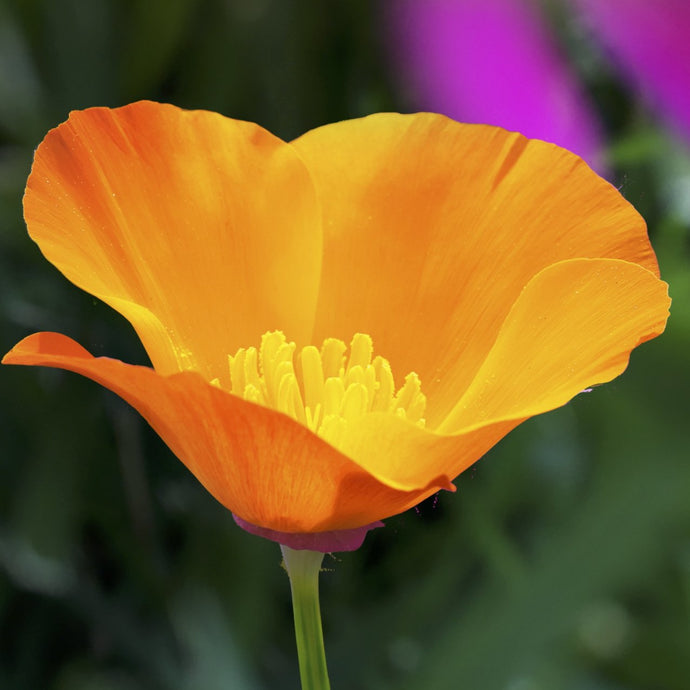 California Poppy Flower Closeup