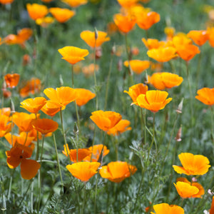 California Poppy  Wildflower (Eschscholzia californica) - a small group of plants.jpg