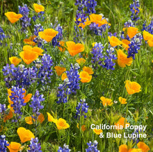 Load image into Gallery viewer, California Poppy &amp; Blue Lupine pictured together. 
