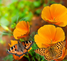 Load image into Gallery viewer, California Poppy (Eschscholzia californica) with butterfly pollinators.

